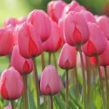 Pfirsichfarben Tulpe Blumensamen zur Aussaat Anzucht Traditionssorte & ohne Gentechnik Samen Hausgarten