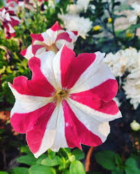 Weiß & Rot Petunie Blumensamen zur Aussaat – Anzucht – Traditionssorte & ohne Gentechnik Samen Hausgarten