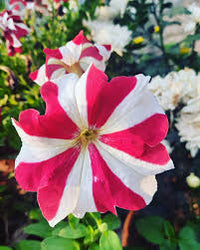 Weiß & Rot Petunie Blumensamen zur Aussaat – Anzucht – Traditionssorte & ohne Gentechnik Samen Hausgarten