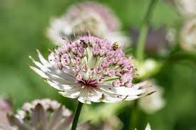 Masterwort Blumensamen zur Aussaat – pflegeleicht – Traditionssorte & ohne Gentechnik Samen Hausgarten