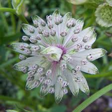 Blau Masterwort Blumensamen zur Aussaat – Wildblume Mischung – Traditionssorte & ohne Gentechnik Samen Hausgarten