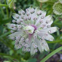 Blau Masterwort Blumensamen zur Aussaat – Wildblume Mischung – Traditionssorte & ohne Gentechnik Samen Hausgarten
