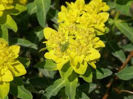 Gelb Euphorbia Polychroma Blumensamen zur Aussaat – Wildblume Mischung – Traditionssorte & ohne Gentechnik Samen Hausgarten