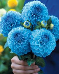hell Blau Dahlie Blumensamen zur Aussaat lang Blüte Saison Traditionssorte & ohne Gentechnik Samen Hausgarten