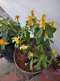 hell Gelb Pachystachys Blumensamen zur Aussaat – saisonal Dauerblüher – Traditionssorte & ohne Gentechnik Samen Hausgarten