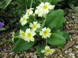 Gelb Schlüsselblume Blumensamen zur Aussaat – Halbschatten verträglich Traditionssorte & ohne Gentechnik Samen Hausgarten
