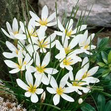 Zephyranthes Candida Blumensamen zur Aussaat – Halbschatten verträglich – Traditionssorte & ohne Gentechnik Samen Hausgarten