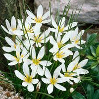 Zephyranthes Candida Blumensamen zur Aussaat – Halbschatten verträglich – Traditionssorte & ohne Gentechnik Samen Hausgarten
