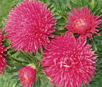 Rosa Aster Callistephus Blumensamen zur Aussaat pflegeleicht Traditionssorte & ohne Gentechnik Samen Hausgarten