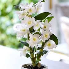 Weiß Dendrobium Blumensamen zur Aussaat – Anzucht – Traditionssorte & ohne Gentechnik Samen Hausgarten