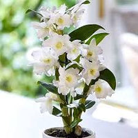 Weiß Dendrobium Blumensamen zur Aussaat – Anzucht – Traditionssorte & ohne Gentechnik Samen Hausgarten