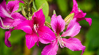 hell Rosa Bauhinia Blumensamen zur Aussaat Garten beliebt Traditionssorte & ohne Gentechnik Samen Hausgarten