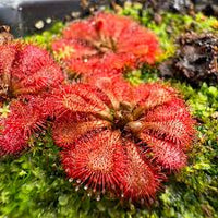 dunkel Rot Sundew zur Aussaat ideal Rabatten Traditionssorte & ohne Gentechnik Samen Hausgarten