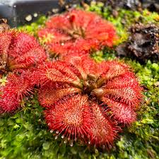 dunkel Rot Sundew zur Aussaat ideal Rabatten Traditionssorte & ohne Gentechnik Samen Hausgarten