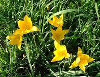 Gelb Hemerocallis Blumensamen zur Aussaat Wildblume Mischung Traditionssorte & ohne Gentechnik Samen Hausgarten