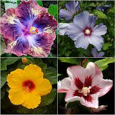 MultiColored Hibiskus Blumensamen zur Aussaat sonnenliebend Traditionssorte & ohne Gentechnik Samen Hausgarten