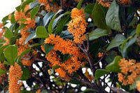 Osmanthus Orange Blumensamen zur Aussaat – Drought verträglich – Traditionssorte & ohne Gentechnik Samen Hausgarten