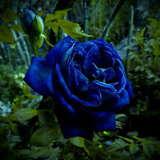 dunkel Blau Rose Blumensamen saisonal Dauerblüher Traditionssorte & ohne Gentechnik Samen Hausgarten