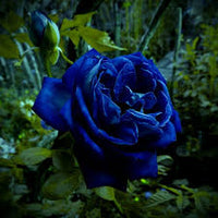 dunkel Blau Rose Blumensamen saisonal Dauerblüher Traditionssorte & ohne Gentechnik Samen Hausgarten