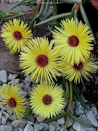 Gelb Cephalophyllum Pillansii Blumensamen zur Aussaat – leuchtend – Traditionssorte & ohne Gentechnik Samen Hausgarten