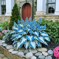 Hosta Blumensamen zur Aussaat – Drought verträglich – Traditionssorte & ohne Gentechnik Samen Hausgarten