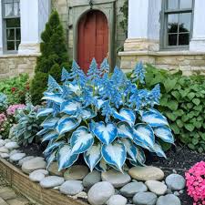 Hosta Blumensamen zur Aussaat – Drought verträglich – Traditionssorte & ohne Gentechnik Samen Hausgarten