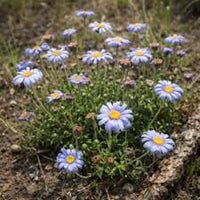 Blau Felicia Blumensamen zur Aussaat – lang Blüte Saison – Traditionssorte & ohne Gentechnik Samen Hausgarten