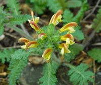 Lousewort Blumensamen zur Aussaat – ideal Rabatten – Traditionssorte & ohne Gentechnik Samen Hausgarten