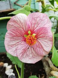 Abutilon Bella Blumensamen zur Aussaat – robust Sorte – Traditionssorte & ohne Gentechnik Samen Hausgarten