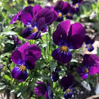 dunkel Lila Gelb Stiefmütterchen Blumensamen zur Aussaat kompakt Wuchs Traditionssorte & ohne Gentechnik Samen Hausgarten
