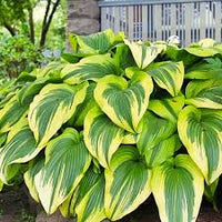 Grün Hosta Blumensamen zur Aussaat – lang Blüte Saison – Traditionssorte & ohne Gentechnik Samen Hausgarten
