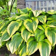 Grün Hosta Blumensamen zur Aussaat – lang Blüte Saison – Traditionssorte & ohne Gentechnik Samen Hausgarten