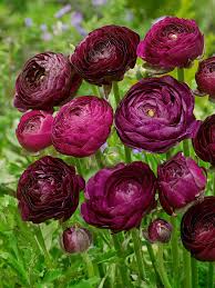Lila Ranunculus Blumensamen zur Aussaat pflegeleicht Traditionssorte & ohne Gentechnik Samen Hausgarten