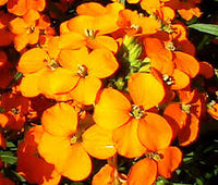 Goldlack Blumensamen zur Aussaat – Bestäuber freundlich – Traditionssorte & ohne Gentechnik Samen Hausgarten