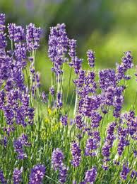 Munstead Lavendel Blumensamen zur Aussaat – saisonal Dauerblüher – Traditionssorte & ohne Gentechnik Samen Hausgarten