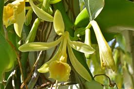 Vanilla Orchidee Blumensamen zur Aussaat – Anzucht – Traditionssorte & ohne Gentechnik Samen Hausgarten