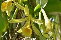 Vanilla Orchidee Blumensamen zur Aussaat – Anzucht – Traditionssorte & ohne Gentechnik Samen Hausgarten
