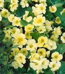 Gelb Kapuzinerkresse Blumensamen zur Aussaat Schnitt Blume beliebt Traditionssorte & ohne Gentechnik Samen Hausgarten