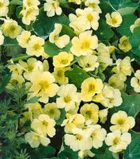 Gelb Kapuzinerkresse Blumensamen zur Aussaat Schnitt Blume beliebt Traditionssorte & ohne Gentechnik Samen Hausgarten