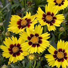 Coreopsis american dream blumen for border anpflanzung