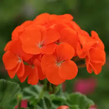 Orange Pelargonium Peltatum Blumensamen zur Aussaat Drought verträglich Traditionssorte & ohne Gentechnik Samen Hausgarten
