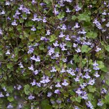 Cymbalaria Muralis Blumensamen zur Aussaat – sonnenliebend – Traditionssorte & ohne Gentechnik Samen Hausgarten