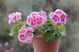 zart Rosa Geranie Blumensamen zur Aussaat ideal Rabatten Traditionssorte & ohne Gentechnik Samen Hausgarten