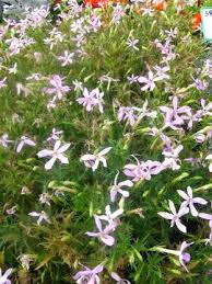 Laurentia Blumensamen zur Aussaat – duftend Blüten – Traditionssorte & ohne Gentechnik Samen Hausgarten