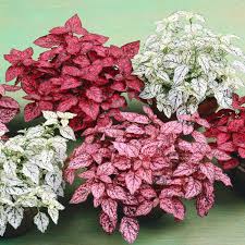 Rosa Hypoestes Polka Blumensamen zur Aussaat – Bestäuber freundlich – Traditionssorte & ohne Gentechnik Samen Hausgarten