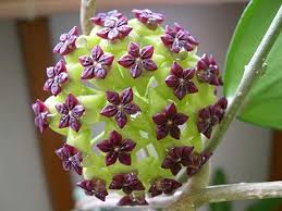 Grün Lila Hoya Blumensamen zur Aussaat kompakt Wuchs Traditionssorte & ohne Gentechnik Samen Hausgarten