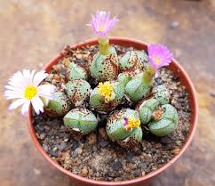 Grün Conophytum Ernianum Blumensamen zur Aussaat leuchtend Traditionssorte & ohne Gentechnik Samen Hausgarten
