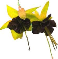 Gelb Schwarz Fuchsie Hybrida Blumensamen Drought verträglich Traditionssorte & ohne Gentechnik Samen Hausgarten