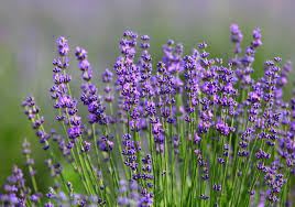 Lavendel – Lacy Frills Blumensamen zur Aussaat – Anzucht – Traditionssorte & ohne Gentechnik Samen Hausgarten