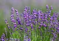 Lavendel – Lacy Frills Blumensamen zur Aussaat – Anzucht – Traditionssorte & ohne Gentechnik Samen Hausgarten